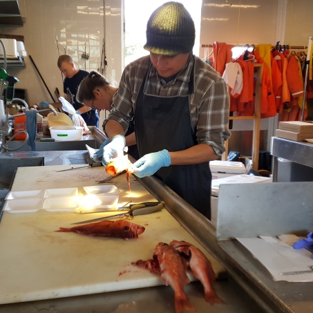 Dave dissects the gonads, liver, muscle and otoliths from a Chilipepper rockfish.
